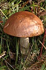 Leccinum versipelle Orange birch bolete