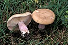 Lepista saeva Field blewitt