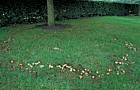 Marasmius oreades Fairy ring champignon