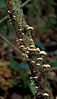 Marasmius ramealis syn Marasmiellus ramealis Twig parachute