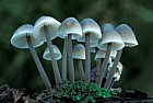 Mycena alcalina