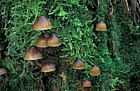 Mycena inclinata  Clustered bonnet