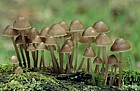 Mycena inclinata  Clustered bonnet