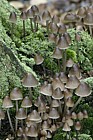 Mycena inclinata Clustered bonnet