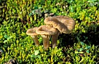 Omphalina ericetorum Heath navel