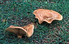 Paxillus involutus Brown Rollrim