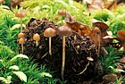 Philocybe coprophila syn Deconica coprophila