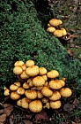 Pholiota squarrosa Shaggy Scalycap