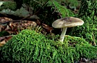 Pluteus salicinus Willow shield