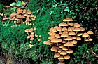 Psathyrella hydrophila syn Psathyrella piluliformis Common stump brittlestem