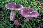 Russula sardonia Primrose brittlegill