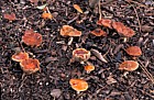 Stropharia aurantiaca Redlead roundhead