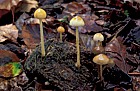 Stropharia semiglobata Dung roundhead