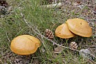 Suillus grevillei Larch bolete