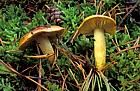 Tricholoma equestre Yellow knight