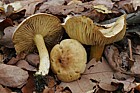 Tricholoma sulphureum Sulphur knight
