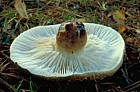 Tricholoma vaccinium Scaly knight