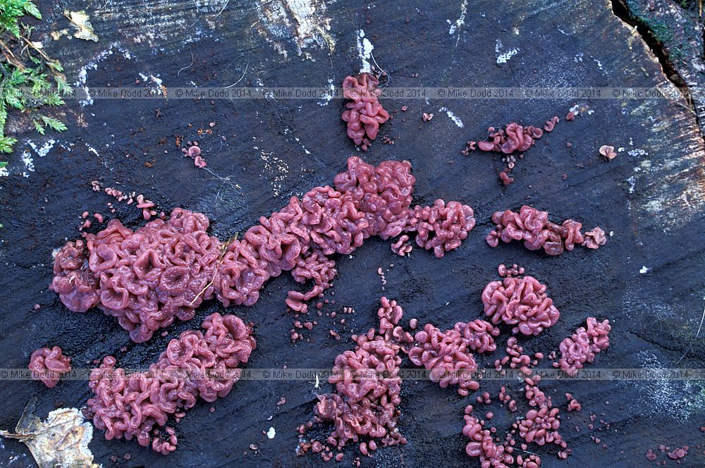 Asocoryne sarcoides non hymenial stage  Purple jellydisk