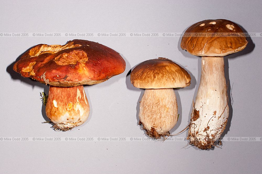 Boletus edulis and Boletus pinophilus