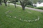 Calocybe gambosa St George's mushroom