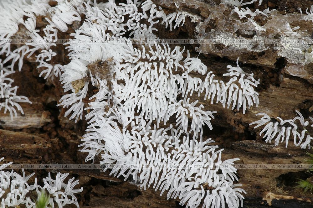 Ceratiomyxa fruticulosa (?) Coral Slime Mould