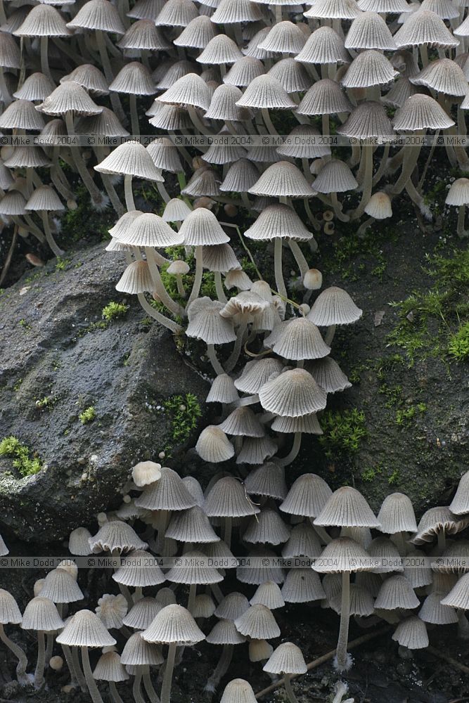 Coprinus disseminatus Fairy inkcap or Trooping crumble cap