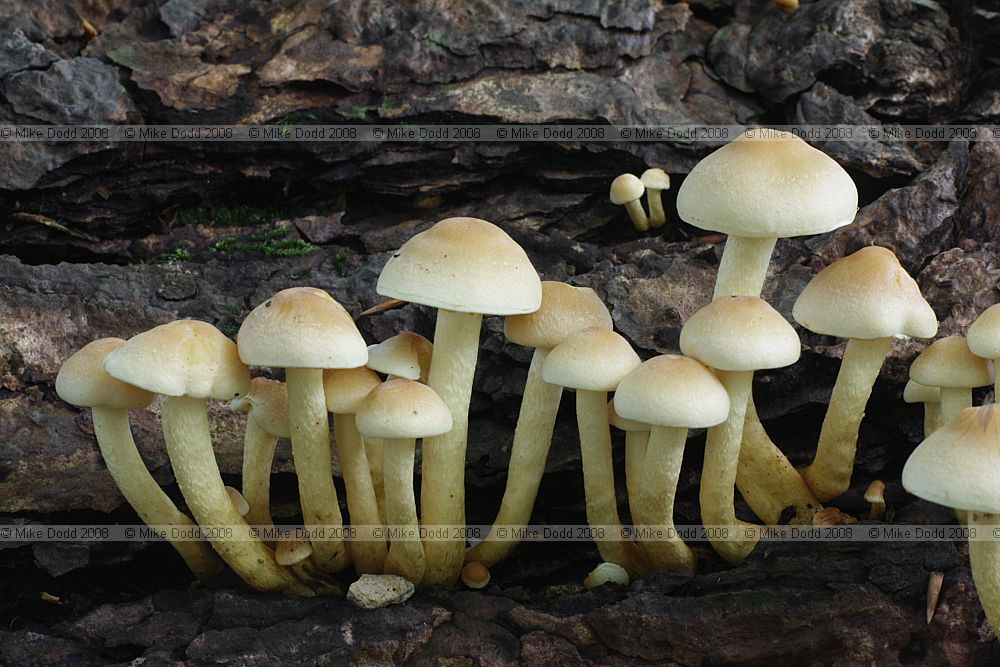 Hypholoma fasciculare Sulphur Tuft
