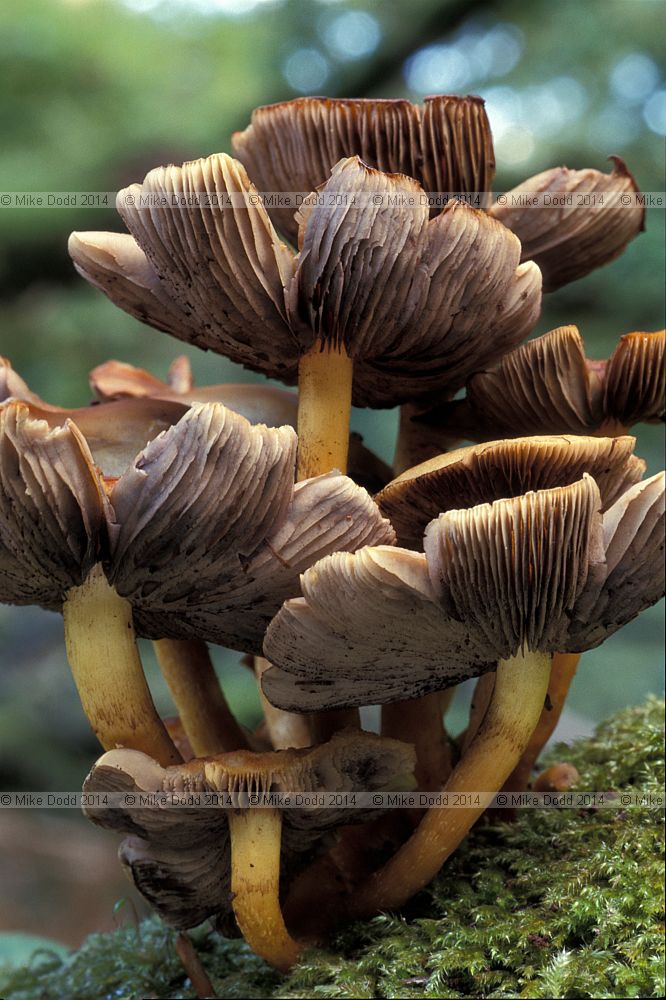 Hypholoma fasiculare Sulphur tuft