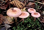Inocybe geophylla var lilacina Lilac Fibrecap