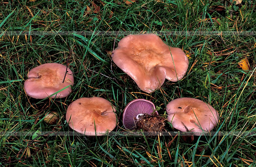 Lepista nuda Wood blewitt