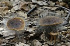 Pin mould on mushroom