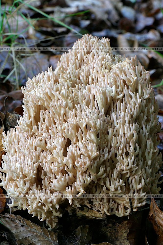 Ramaria botrytis Rosso Coral