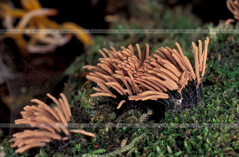 Stemonites fusca