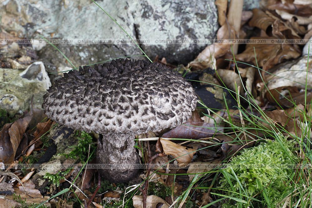 Strobilomyces strobilaceus Old Man of the Woods
