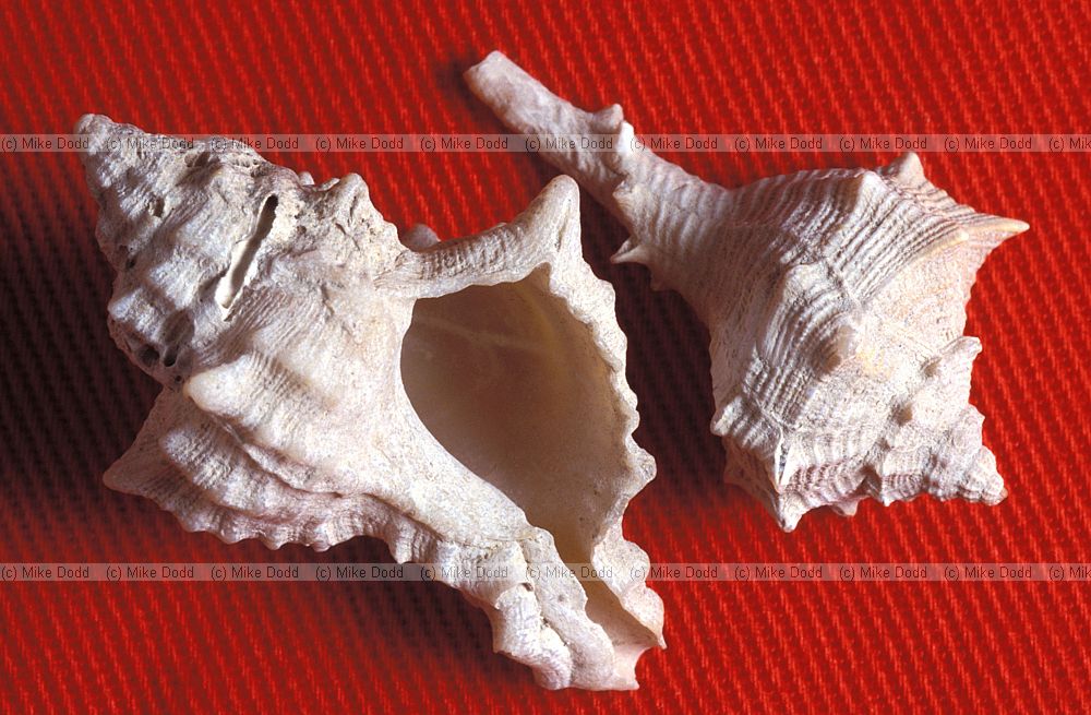 Shells still life