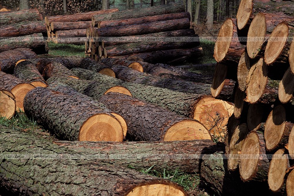 cut logs