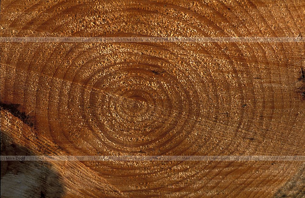 Tree rings