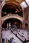 Natural history museum interior