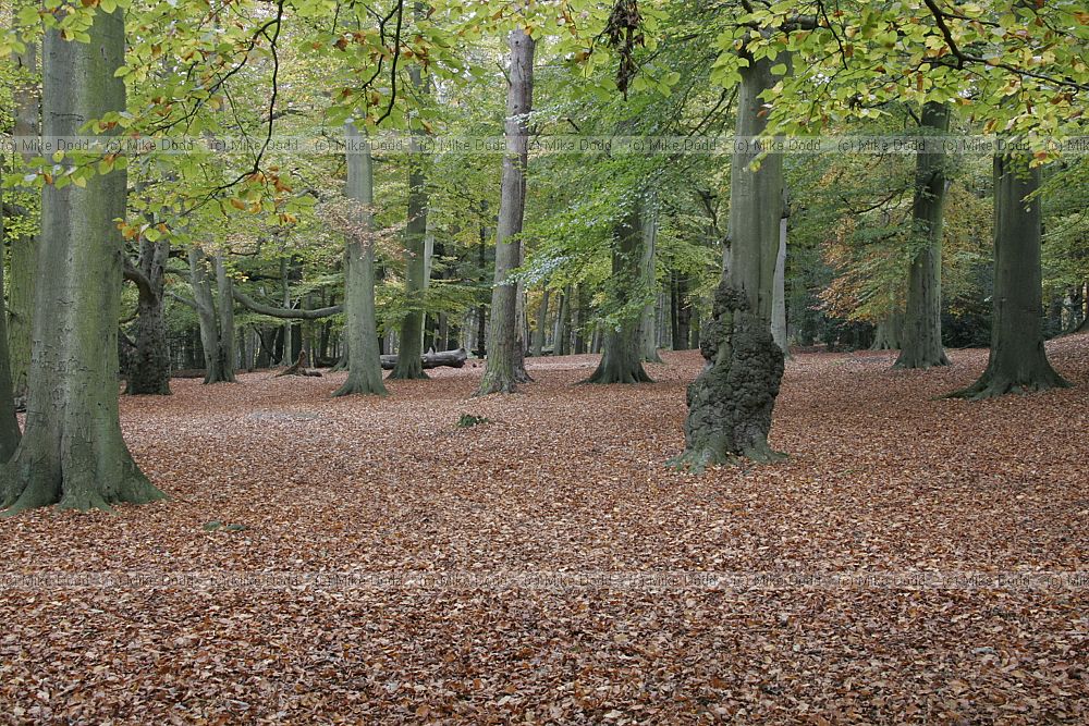 Brickhill woods autumn