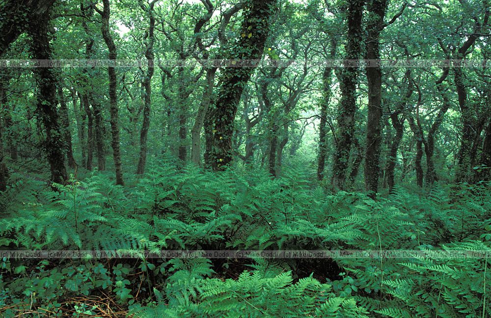Woodland Ynys Eidiol, Wales