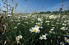 Species rich meadow