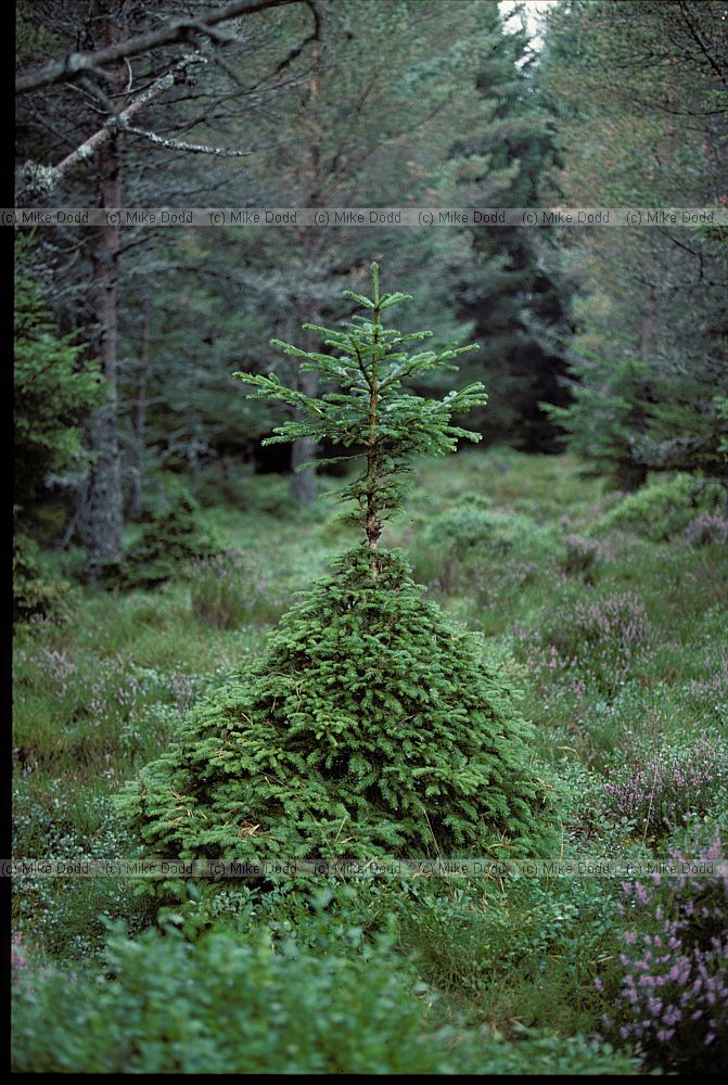 Browsed tree, Scotland