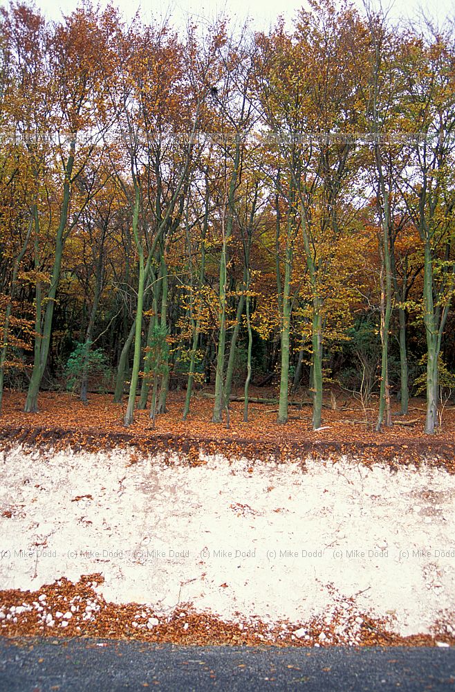 Beech plantation on very thin soil over chalk rock, Chilterns
