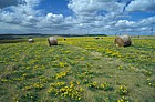 Hay bales south downs, Sussex.  High quality hay specially enriched with planted legumes
