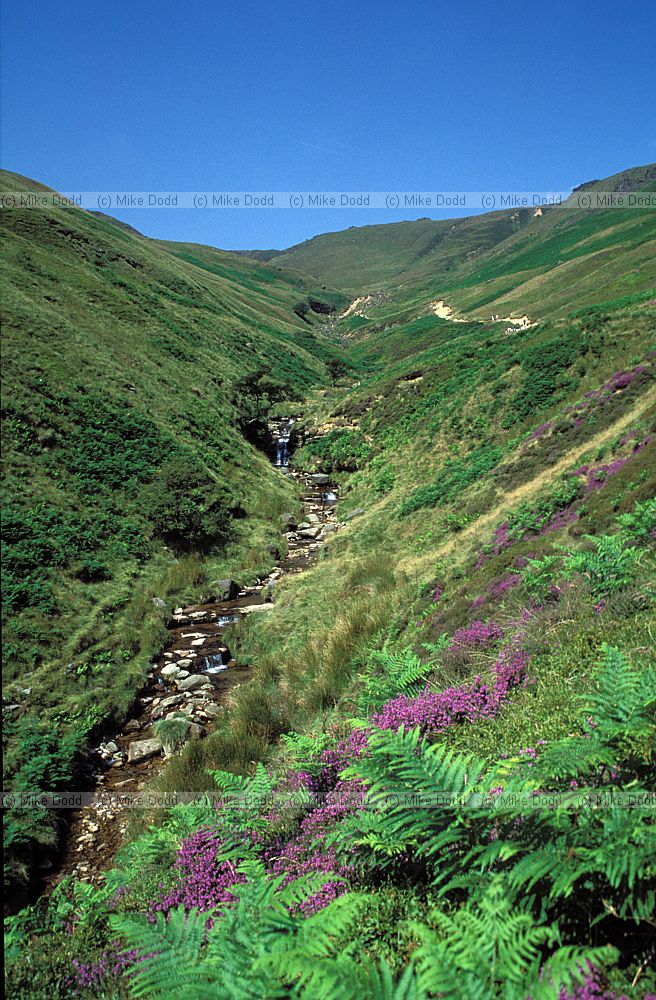 Moorland with heather and bracken, Peak District