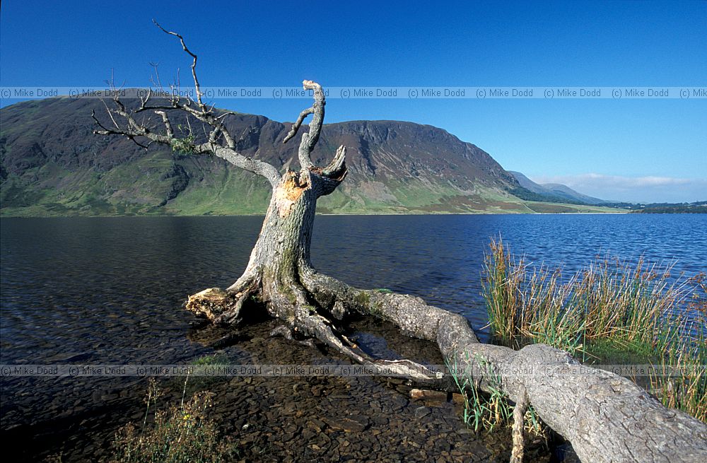 Dead+ash+tree++Crummock+water++Lake+District