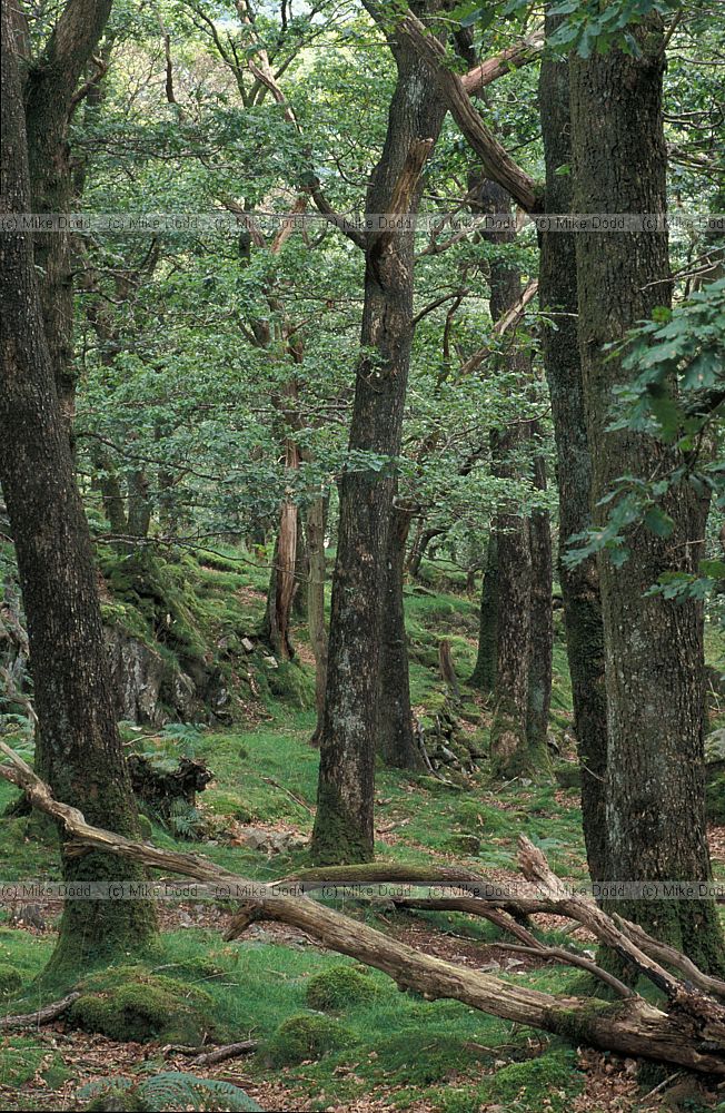 Borrowdale oak woodland, Lake District