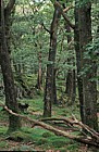 Borrowdale oak woodland, Lake District