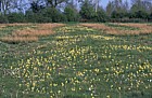 Ridge and furrow Pilch field, Buckinghamshire