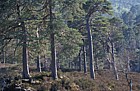 Scots pine forest, Glen Affric, Scotland